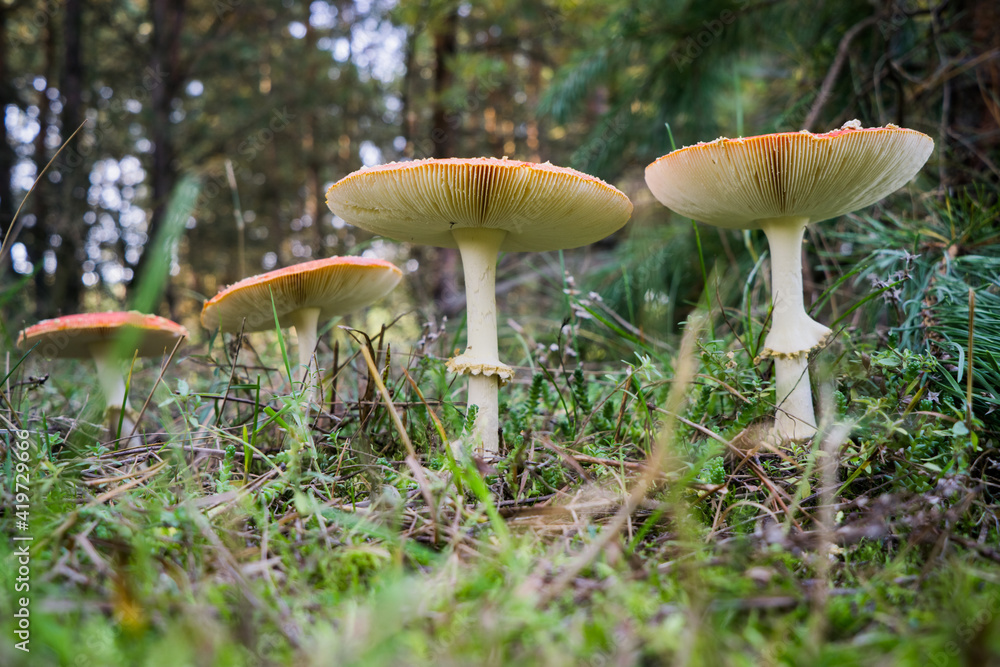 Fototapeta premium Close-up of a poisonous amanita mushroom in nature. Selective focus. Blurred background.