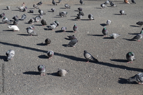 flock of pigeons on a street
