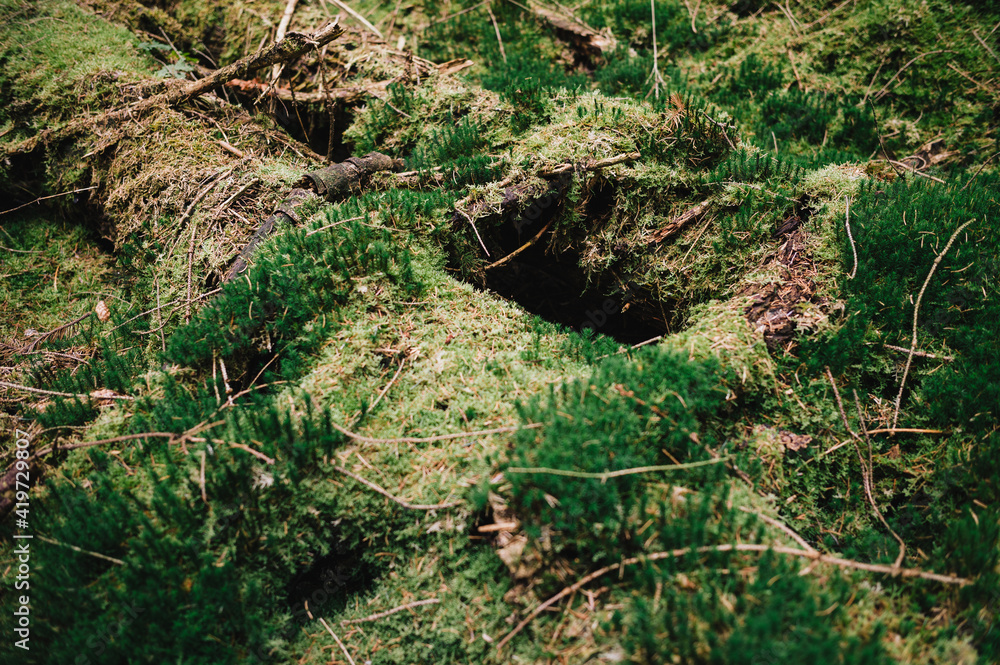 Obraz premium Moosiger Waldboden