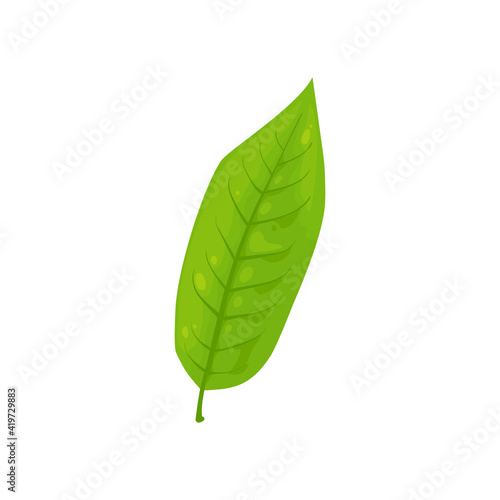 Green tealeaf isolated matcha tea ingredient icon. Vector black or green tea leaf organic plant fresh greenery  Herbal tea sprout  one leave natural aroma tee. Foliage with veins  vegetarian food
