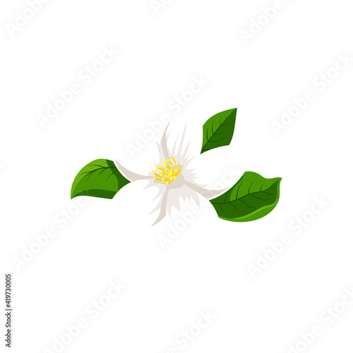 Bild auf Leinwand White jasmine flower isolated herbal tea ingredient