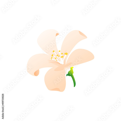 Pink jasmine in bloom isolated realistic flower icon. Vector herbal tea ingredient, gentle blooming plant with pink petals. Jasminum polyanthum, tropical fora object. Aroma decoration, jasmine