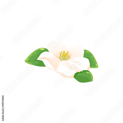 Bild auf Leinwand Jasmine flower isolated herbal tea drink ingredient icon