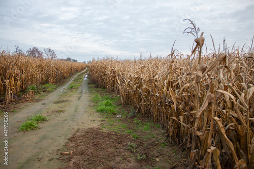 
corn field in the fall season