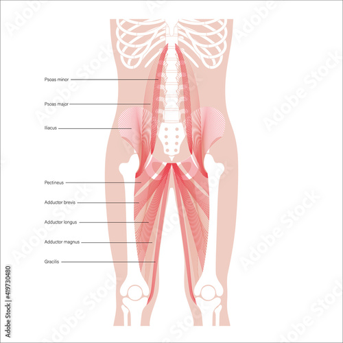 Pelvis bones and muscle  photo