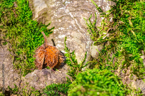 Buchecker auf dem Waldboden auf einer Baumwurzel