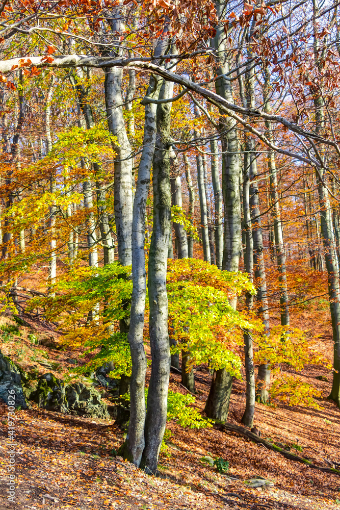 Taunus-Wald im Herbst