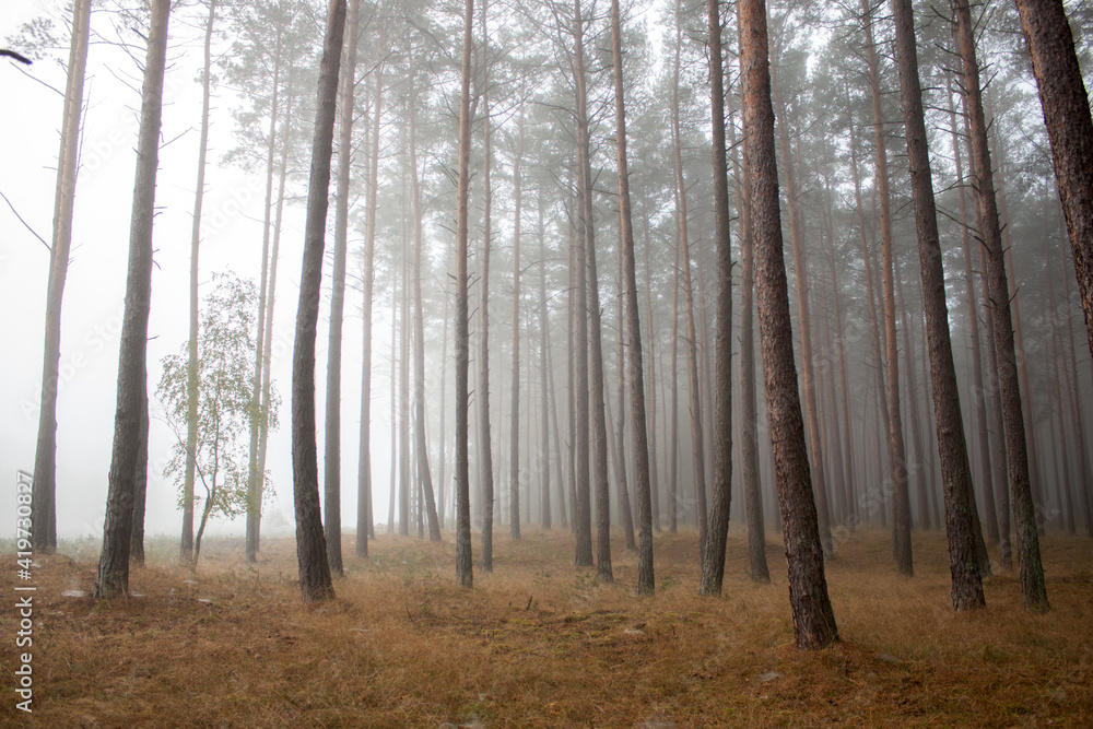 Fog in the forest in the morning Fog in the forest in the morning