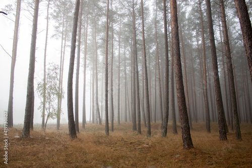 Fog in the forest in the morning 