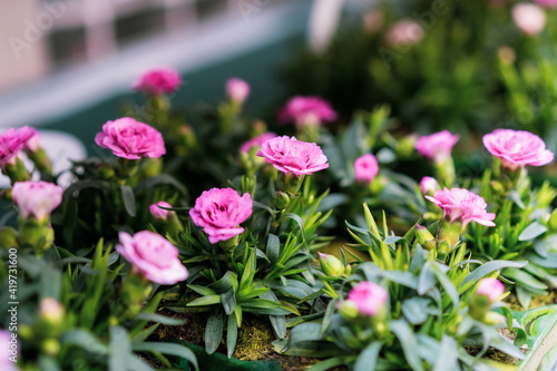 Canvas Print Fresh and young pink carnation flower in plant pots in the garden center