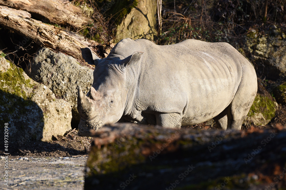 Obraz premium Breitmaul-Nashorn im Zoo Salzburg, Österreich, Europa - White rhinoceros in Salzburg Zoo, Austria, Europe
