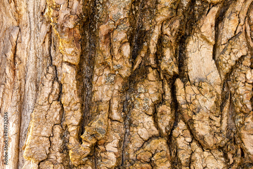 bark of an old poplar in the frost