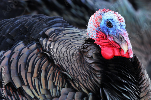 close up of wild turkey