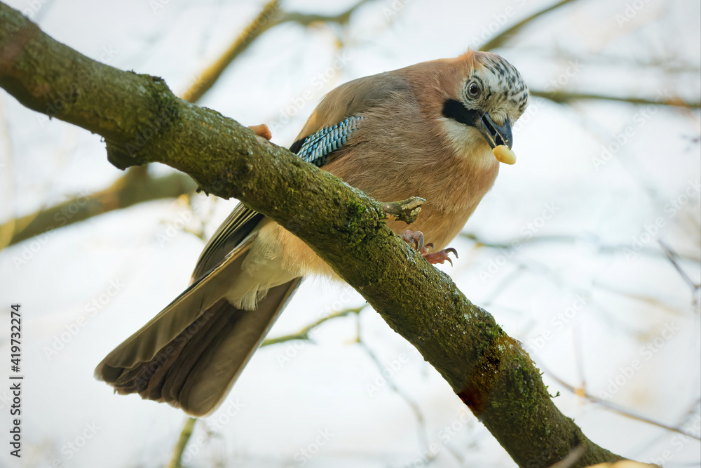 Obraz premium jay perches on a branch and eats an acorn
