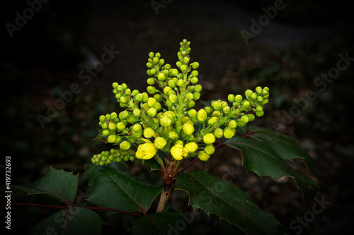 Mahonia aquifolium yellow flowers of a Oregon grape or holly-leaved berberry photo