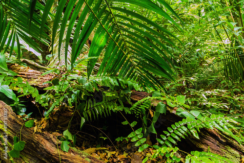 Jungle forest. Exotic tropical green plants