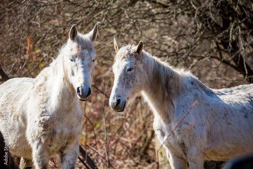 Two wild white horses in forest at winter. Northwestern Bulgaria