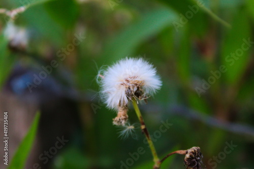 Crassocephalum crepidioides  Syn. Gynura crepidioides   also called ebolo  thickhead  redflower ragleaf  or fireweed