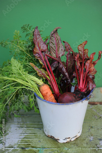 Bucket with freshly picked carrots, chard and beetroots photo