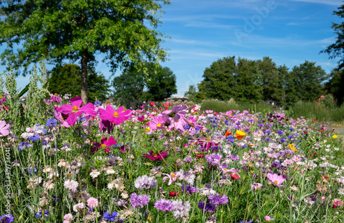 Flowers on meadow photo