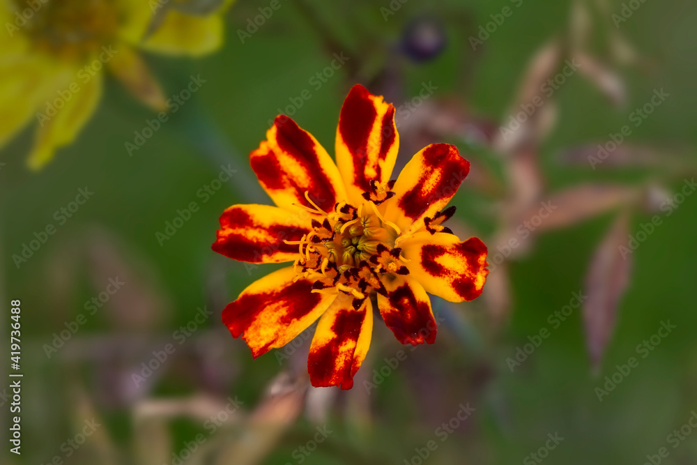 Close up beautiful shot of flower Close up beautiful shot of flower