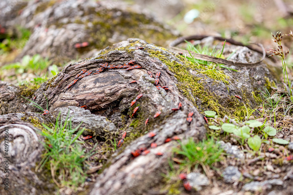 Colony of Oncopeltus fasciatus or Large milkweed bugs on tree root in the forest. Selective focus or shallow depth of field, vivid colors Colony of Oncopeltus fasciatus or Large milkweed bugs on tree root in the forest. Selective focus or shallow depth of field, vivid colors