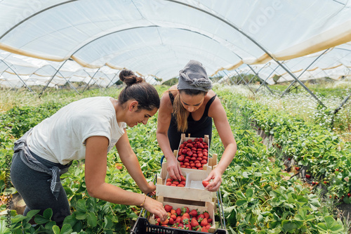 Female farm workers arranging strawberries in box at farm photo