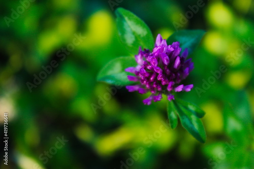 Head of red clover flower  blurred background.