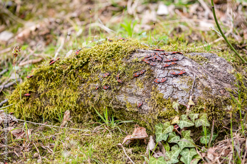 Colony of Oncopeltus fasciatus or Large milkweed bugs on tree root in the forest. Selective focus or shallow depth of field, vivid colors photo