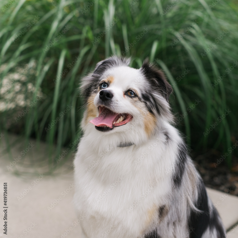 Toy australian Shepard wearing grey collar Toy australian Shepard wearing grey collar