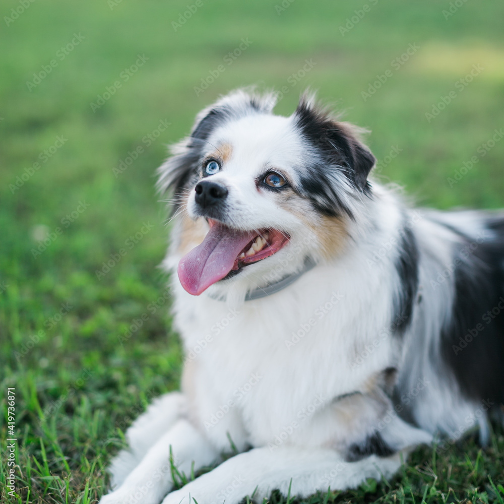 Toy australian Shepard wearing grey collar Toy australian Shepard wearing grey collar