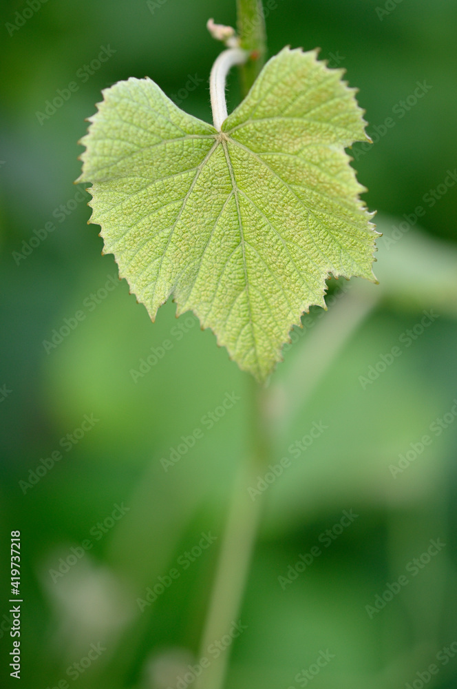 close up of a grapevine leaf