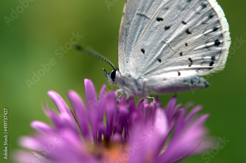 Photography Spring Azure butterfly on purple flower and green background