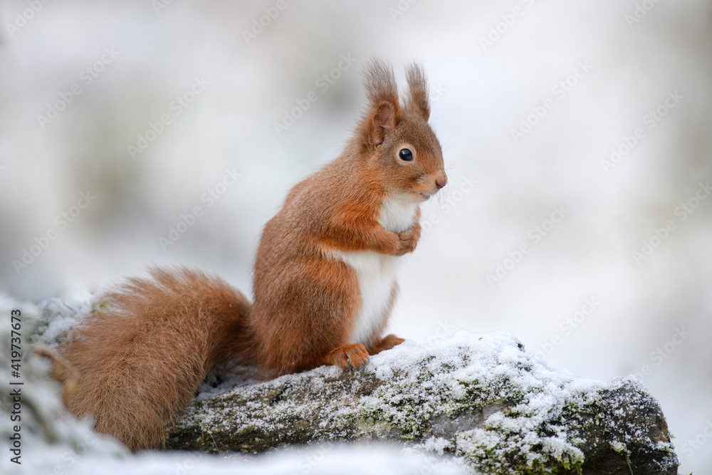 Red squirrel sitting on branch during winter Red squirrel sitting on branch during winter