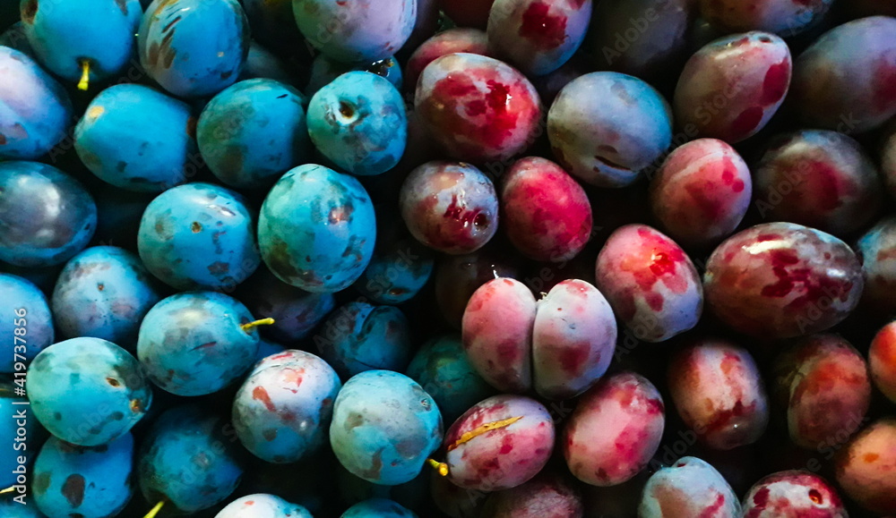 Two different plum cultivars, plum in a plastic basket Two different plum cultivars, plum in a plastic basket
