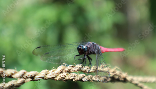 Close up of a red color dragonfly on a rope