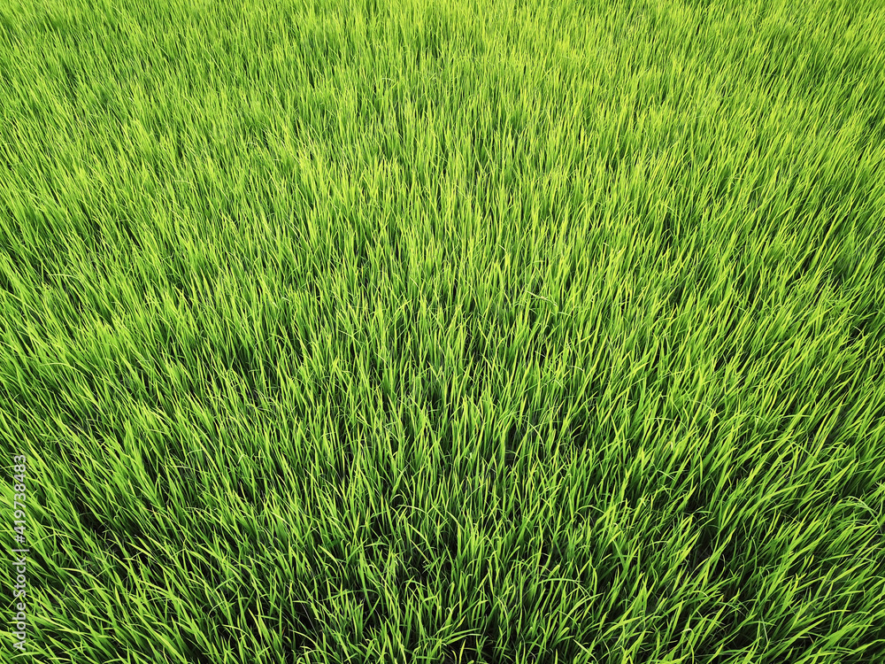 Ivory Coast, Green rice paddy Ivory Coast, Green rice paddy