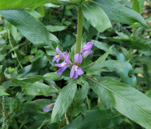 Принти на полотні Selective focus on few purple color flowers and leaves of marsh barbel plant