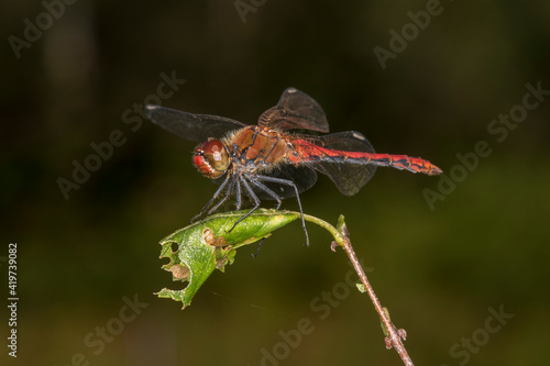 Germany, Bavaria, Chiemgau, Close up of male spotted darter (Sympetrum depressiusculum) dragonfly photo