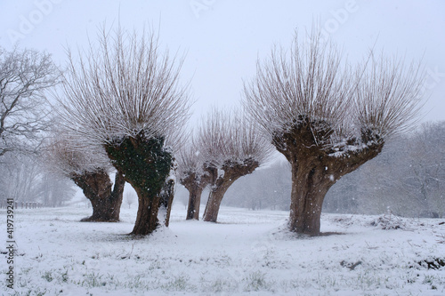 Pollarded willow trees in winter