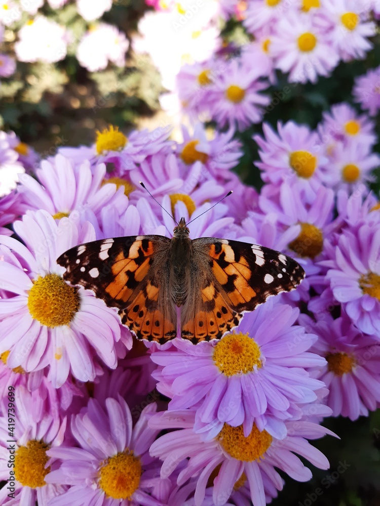 Chrysanthemum flowers and butterfly close up Chrysanthemum flowers and butterfly close up