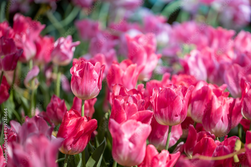 Beautiful bouquet of tulips. colorful tulips. nature background Beautiful bouquet of tulips. colorful tulips. nature background