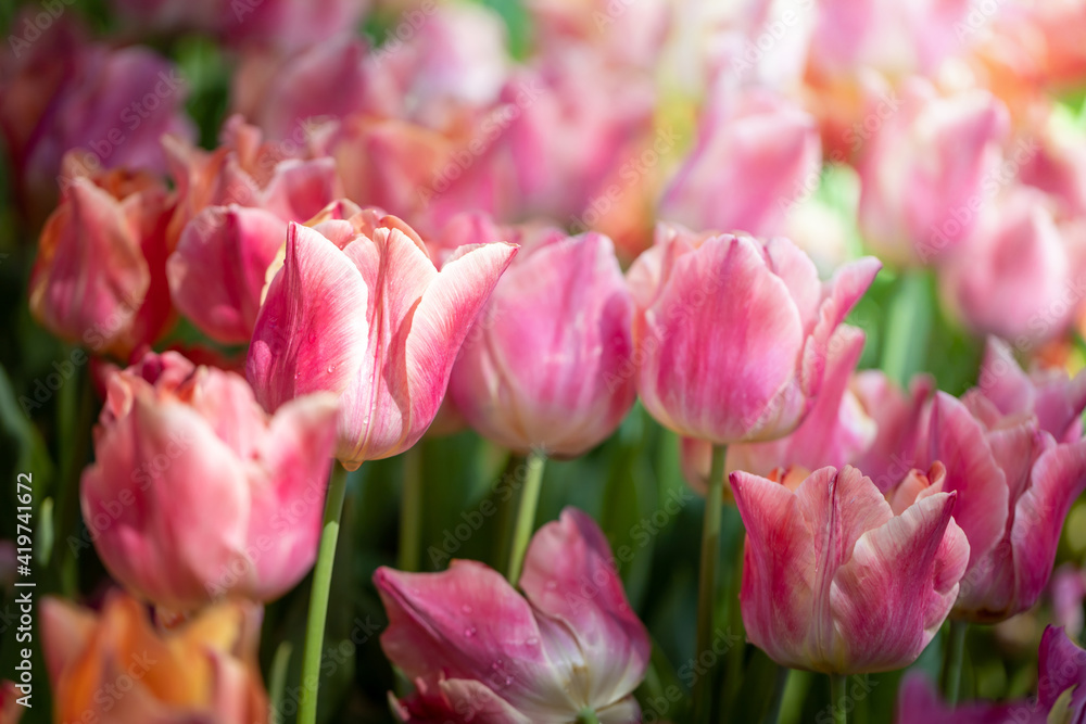 Obraz premium Beautiful bouquet of tulips. colorful tulips. nature background