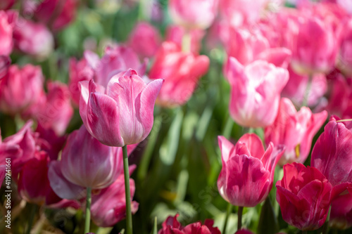 Beautiful bouquet of tulips. colorful tulips. nature background