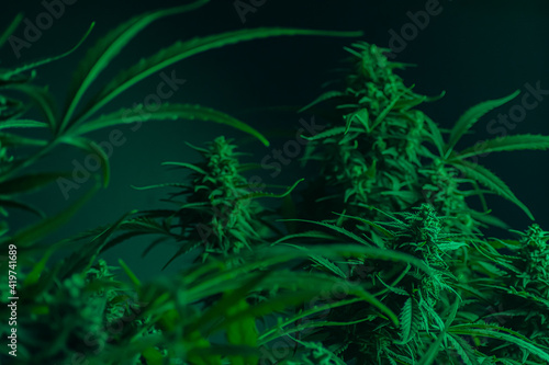 Texture from cannabis plant  in a marihuana indoor cultivation. 