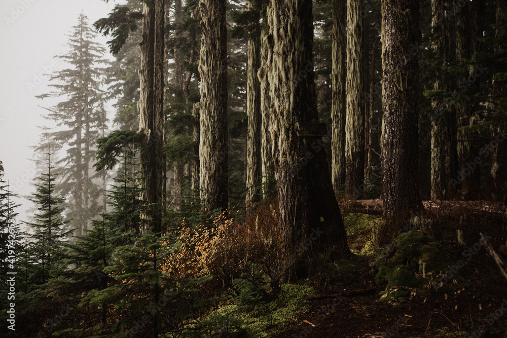 In the woods on the west coast of British Columbia In the woods on the west coast of British Columbia