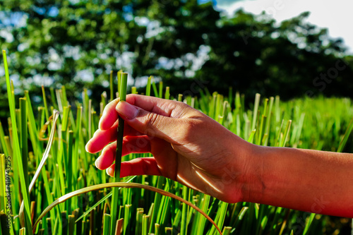 Vetiver and a hand, grass with large and green leaves. Fresh and colorful leaves close up. Chrysopogon zizanioides. photo