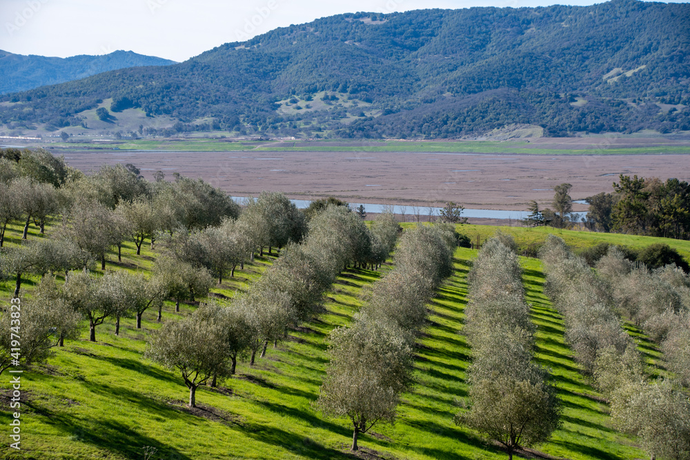 Landscape of an Olive grove in Sonoma County, California.