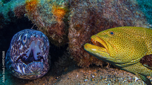 Принти на полотні grouper and moray