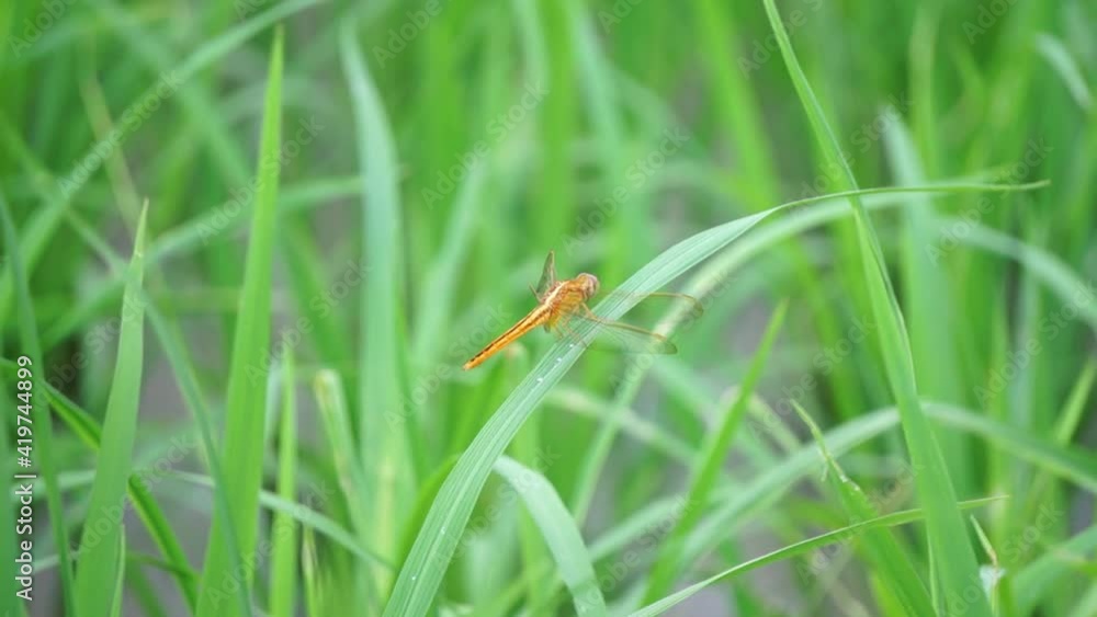 A dragonfly perched on a rice stem. Dragonflies like places with warm climates as their habitat A dragonfly perched on a rice stem. Dragonflies like places with warm climates as their habitat